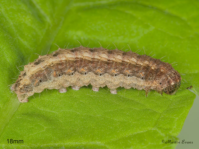  73.099 Vine's Rustic larva 18mm  Copyright Martin Evans 