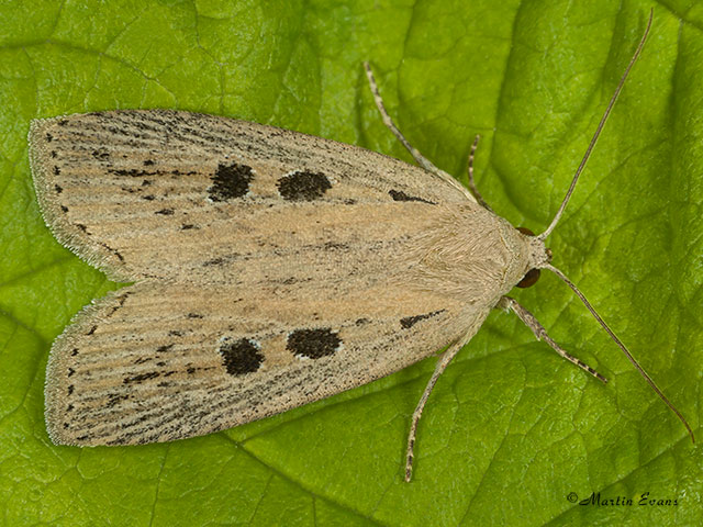  73.100 Silky Wainscot Copyright Martin Evans 