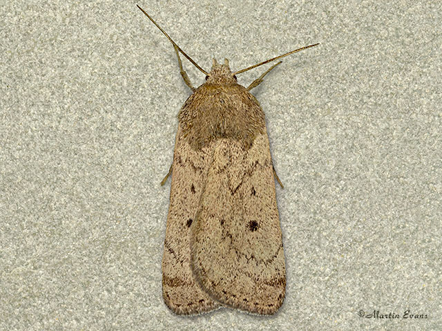  73.103 Marsh Moth Copyright Martin Evans 