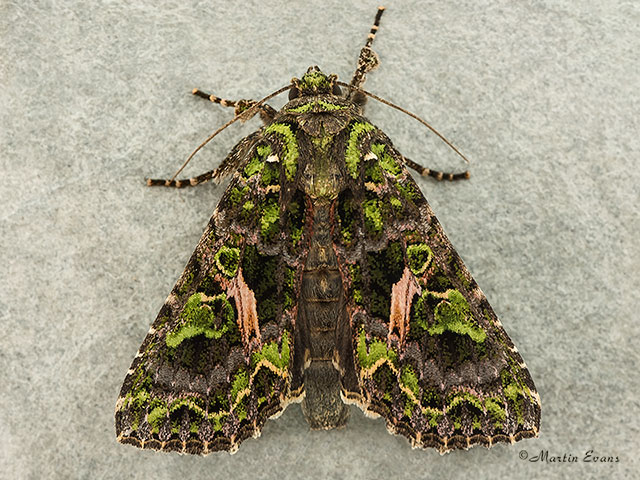  73.106 Orache Moth Copyright Martin Evans 