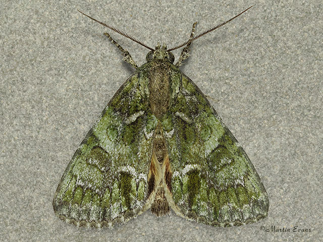  73.108 Guernsey Underwing Copyright Martin Evans 