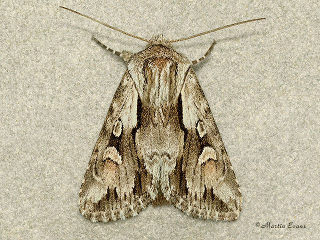  73.112 Pale-shouldered Cloud Copyright Martin Evans 