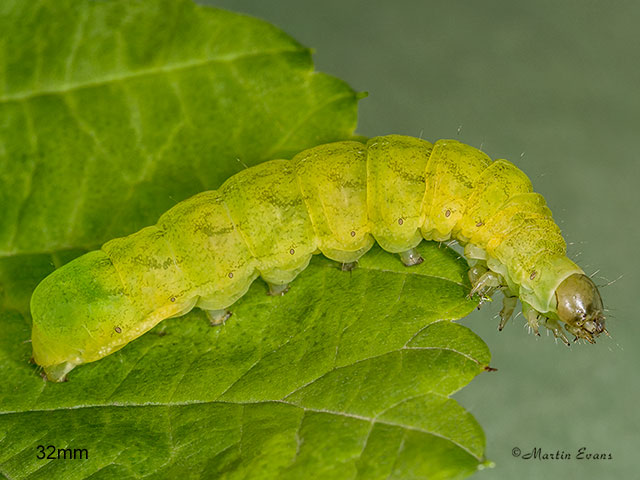  73.113 Angle Shades larva 32mm Copyright Martin Evans 