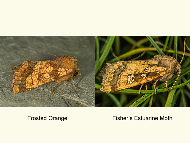  73.121 Frosted Orange and Fisher's Estuarine Moth Copyright Martin Evans 