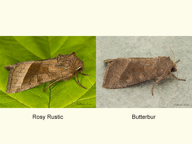  73.123 Rosy Rustic and Butterbur Copyright Martin Evans 