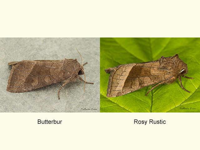  73.124 Butterbur and Rosy Rustic Copyright Martin Evans 