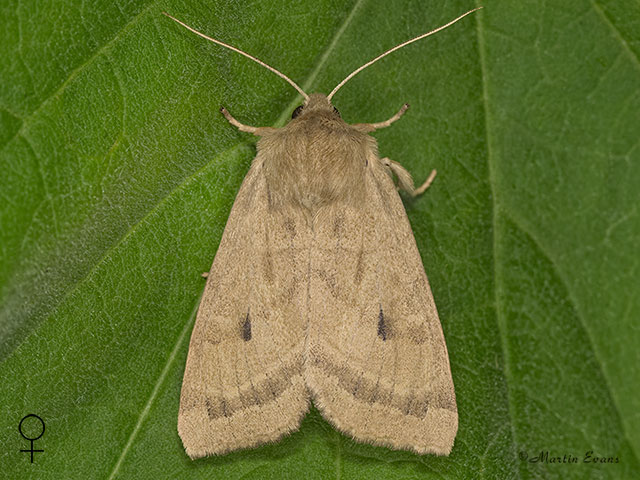 73.125 Marsh Mallow Moth female Copyright Martin Evans 