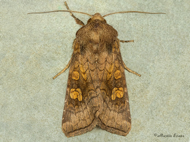  3.128 Ear Moth Copyright Martin Evans 