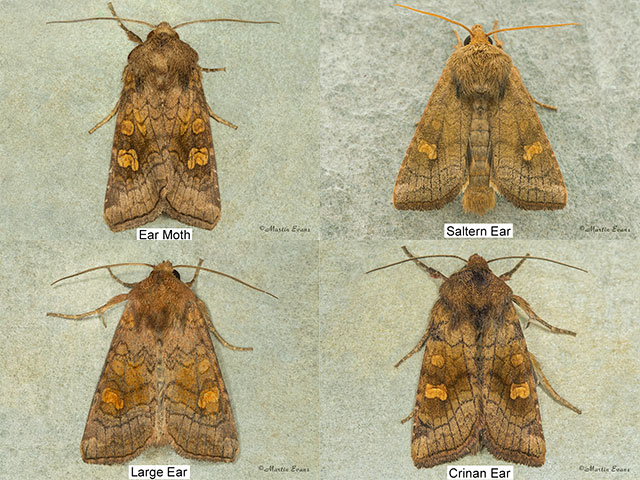  3.128 Ear Moth and similar ear species Copyright Martin Evans 
