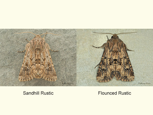  73.132 Sandhill Rustic ssp.gueneei and Flounced Rustic Copyright Martin Evans 