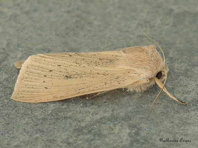  73.134 Large Wainscot Copyright Martin Evans 