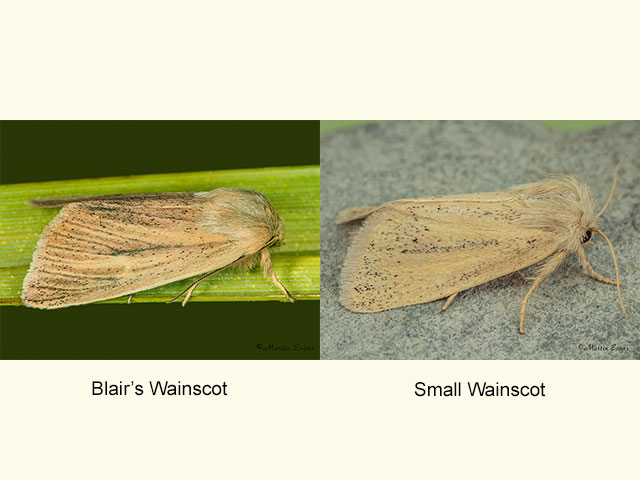  73.135 Blair's Wainscot and Small Wainscot Copyright Martin Evans 