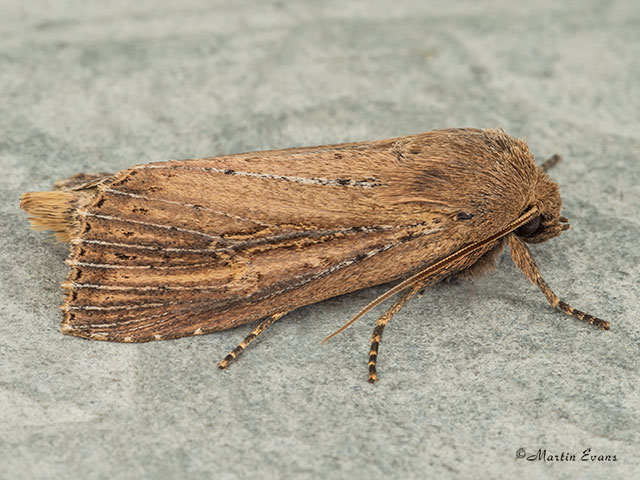  73.136 Bulrush Wainscot Copyright Martin Evans 