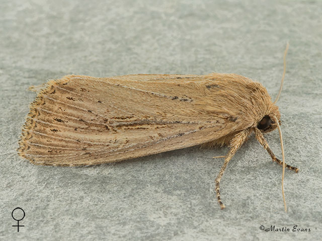  73.136 Bulrush Wainscot female Copyright Martin Evans 