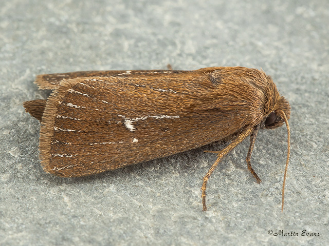  73.139 Twin-spotted Wainscot Copyright Martin Evans 