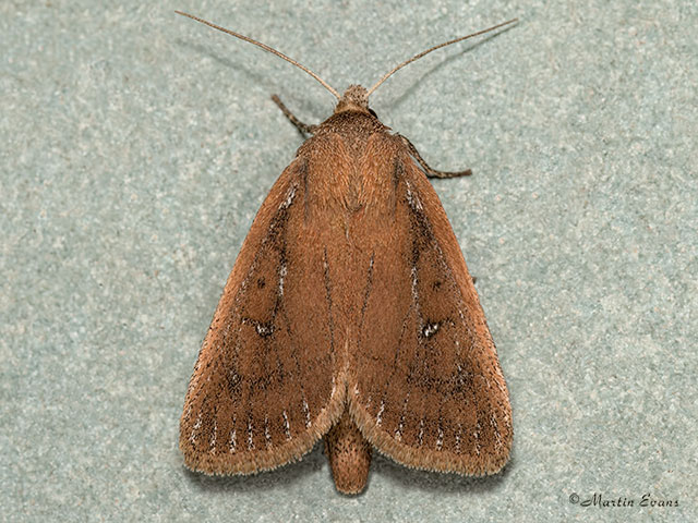  73.139 Twin-spotted Wainscot Copyright Martin Evans 