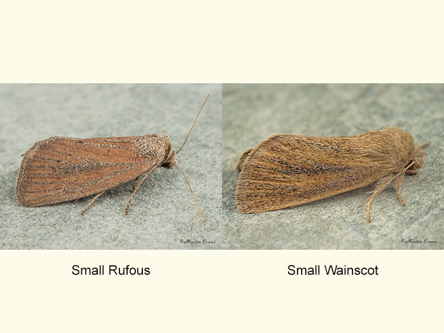 73.142 Small Rufous and Small Wainscot Copyright Martin Evans 