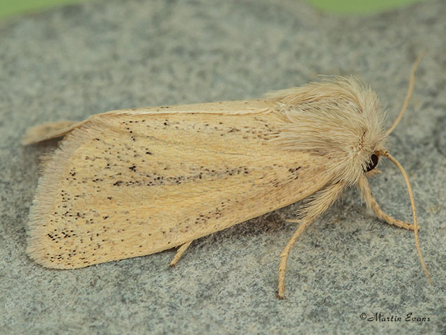  73.144 Small Wainscot Copyright Martin Evans 