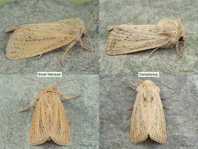  73.144 Small Wainscot and Concolorous Copyright Martin Evans 