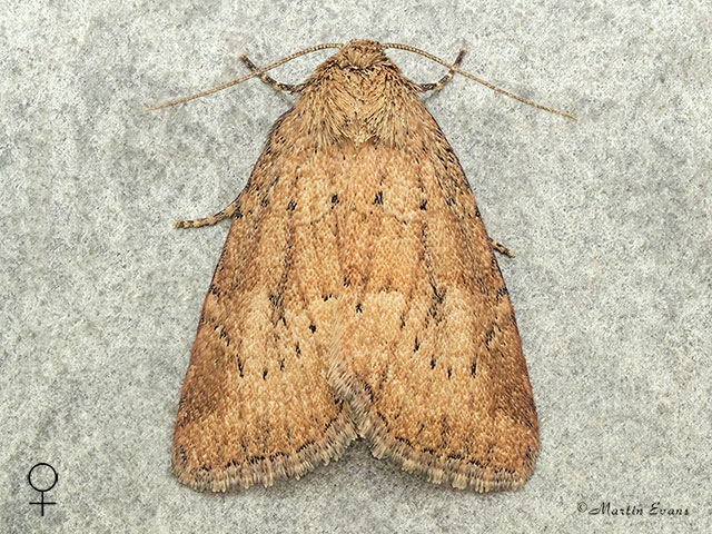  73.147 Small Dotted Buff female Copyright Martin Evans 