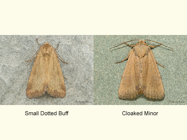 73.147 Small Dotted Buff and Cloaked Minor Copyright Martin Evans 