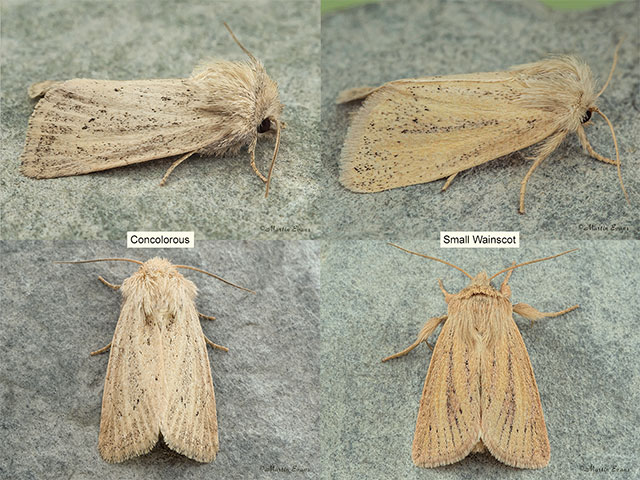  73.149 Concolorous and Small Wainscot Copyright Martin Evans 