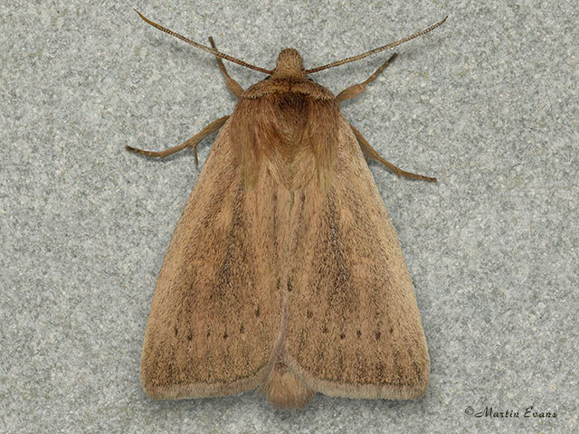  73.152 Rush Wainscot Copyright Martin Evans