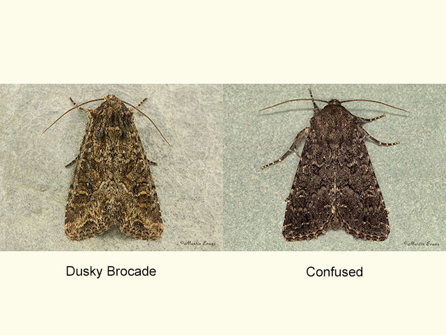  73.154 Dusky Brocade and Confused Copyright Martin Evans 