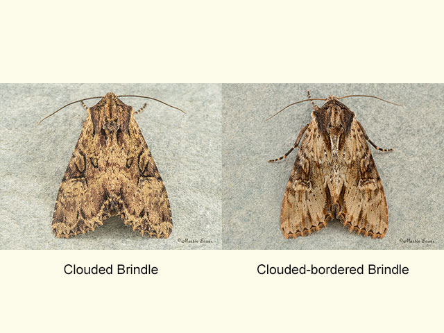 73.155 Clouded Brindle and Clouded-bordered Brindle Copyright Martin Evans 