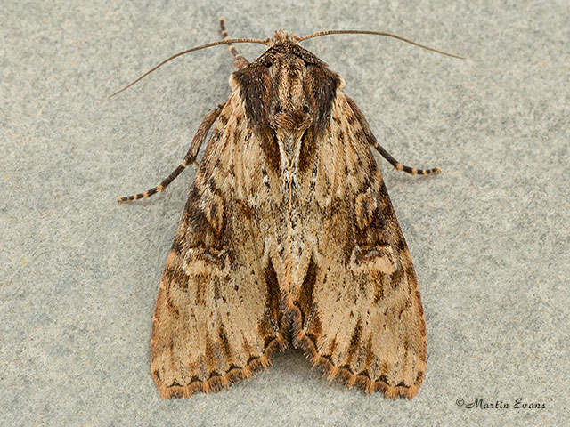  73.156 Clouded-bordered Brindle Copyright Martin Evans 