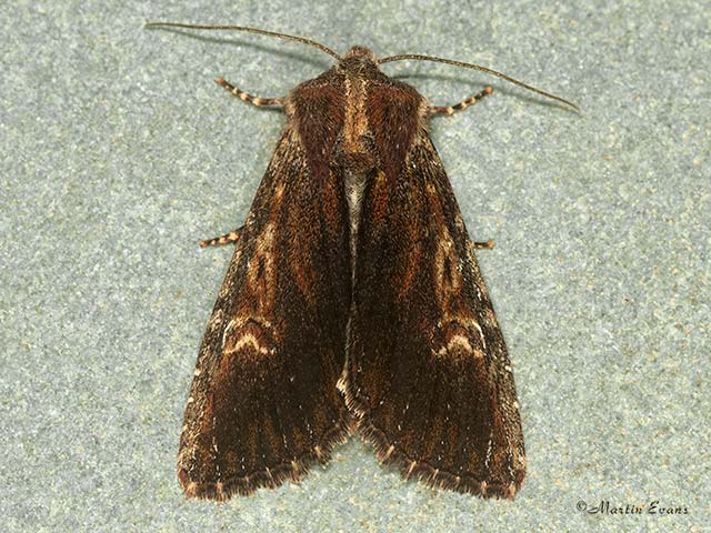 73.156 Clouded-bordered Brindle Copyright Martin Evans 