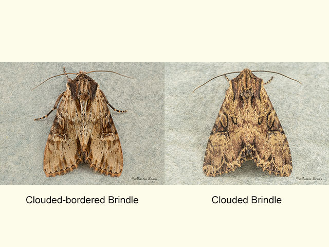  73.156 Clouded-bordered Brindle and Clouded Brindle Copyright Martin Evans 