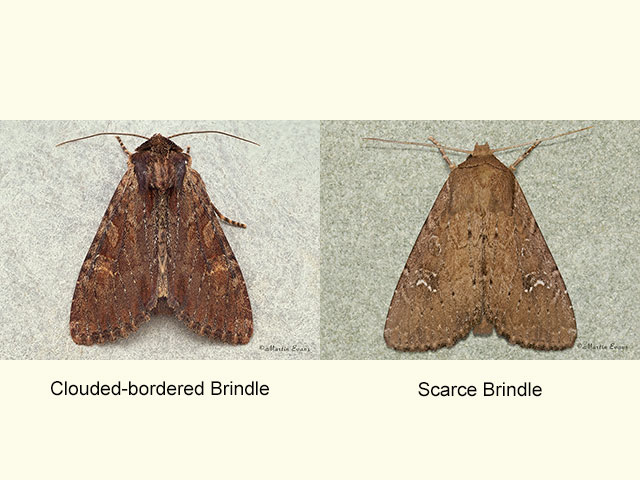  73.156 Clouded-bordered Brindle and Scarce Brindle Copyright Martin Evans 