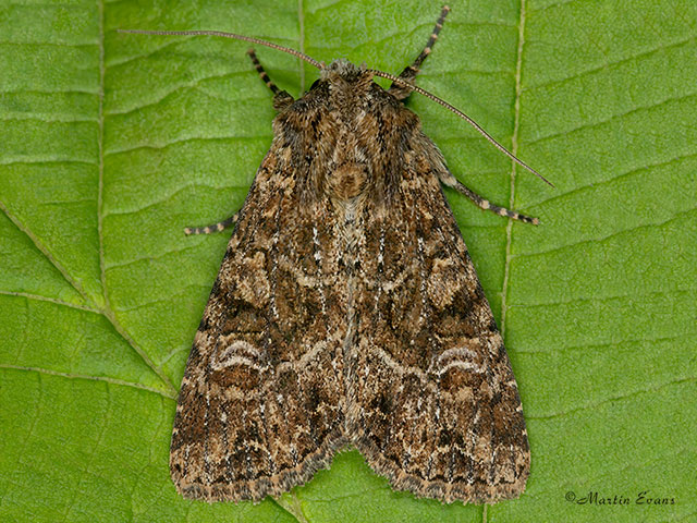  73.159 Small Clouded Brindle Copyright Martin Evans 