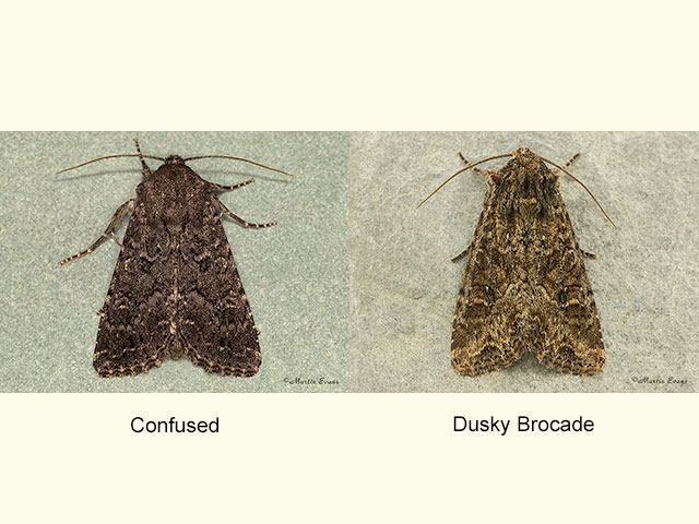  73.165 Confused and Dusky Brocade Copyright Martin Evans 