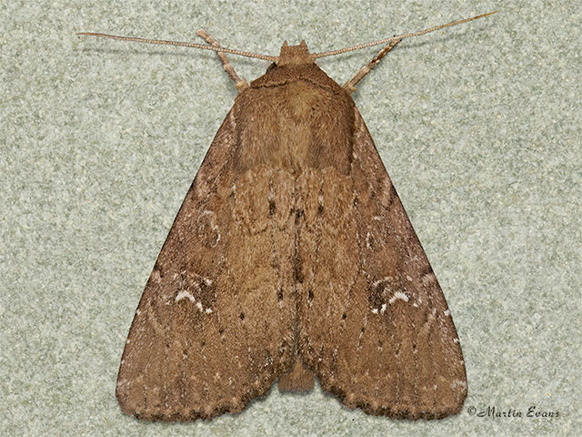  73.166 Scarce Brindle Copyright Martin Evans 