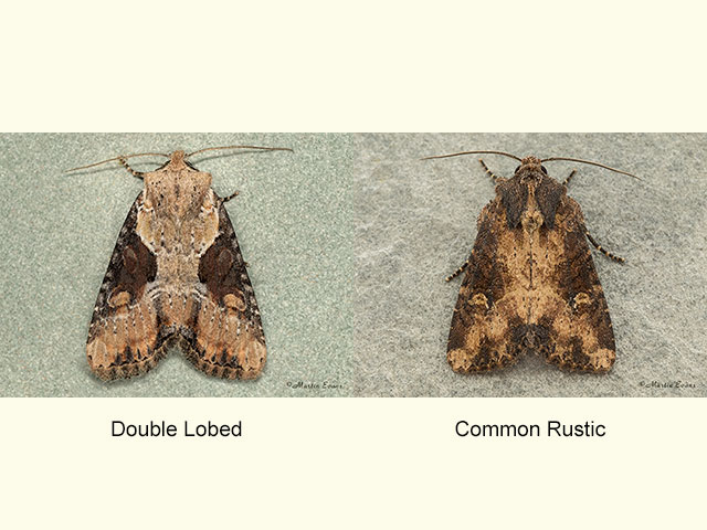  73.168 Double Lobed and Common Rustic Copyright Martin Evans 