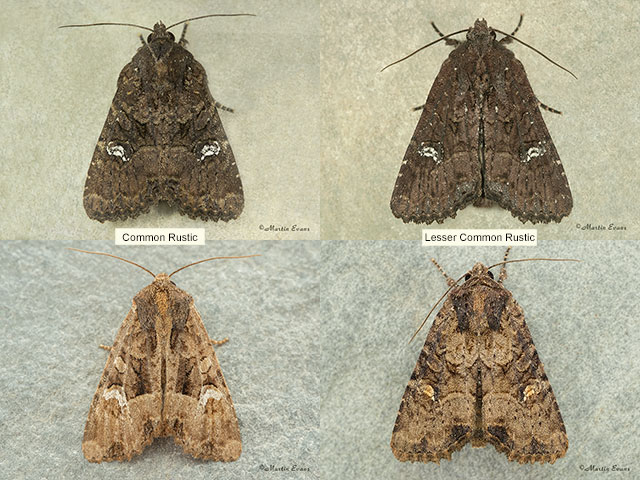  73.169 Common Rustic and Lesser Common Rustic Copyright Martin Evans 