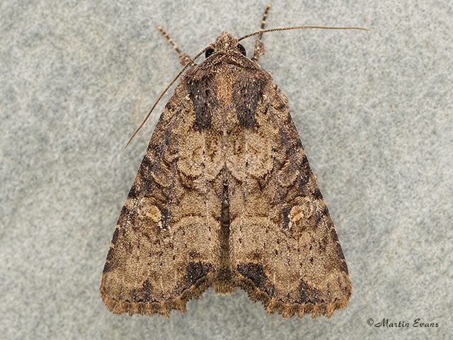  73.170 Lesser Common Rustic Copyright Martin Evans 