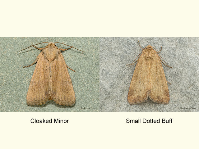  73.172 Cloaked Minor and Small Dotted Buff Copyright Martin Evans 