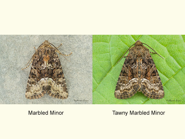  73.173 Marbled Minor and Tawny Marbled Minor Copyright Martin Evans 