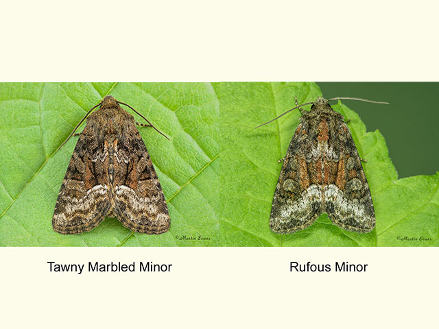  73.174 Tawny Marbled Minor and Rufous Minor Copyright Martin Evans 