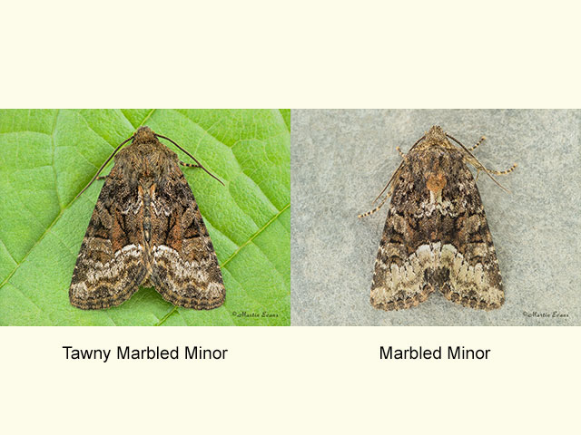  73.174 Tawny Marbled Minor and Marbled Minor Copyright Martin Evans 
