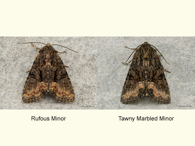  73.175 Rufous Minor and Tawny Marbled Minor Copyright Martin Evans 