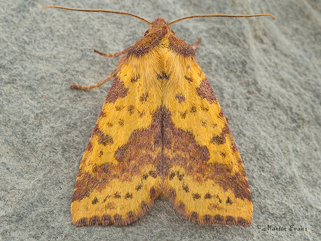  73.181 Pink-barred Sallow Copyright Martin Evans 