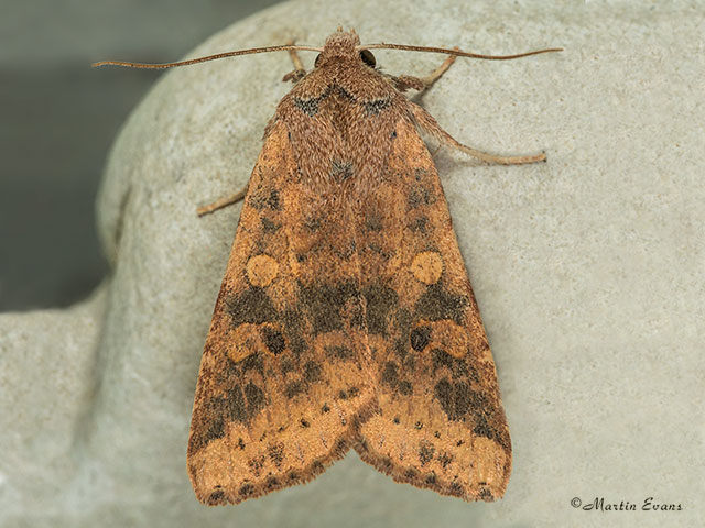  73.183 Dusky-lemon Sallow Copyright Martin Evans 