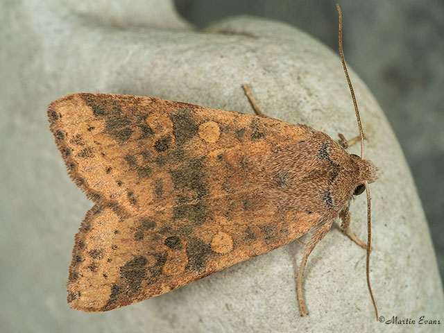  73.183 Dusky-lemon Sallow Copyright Martin Evans 