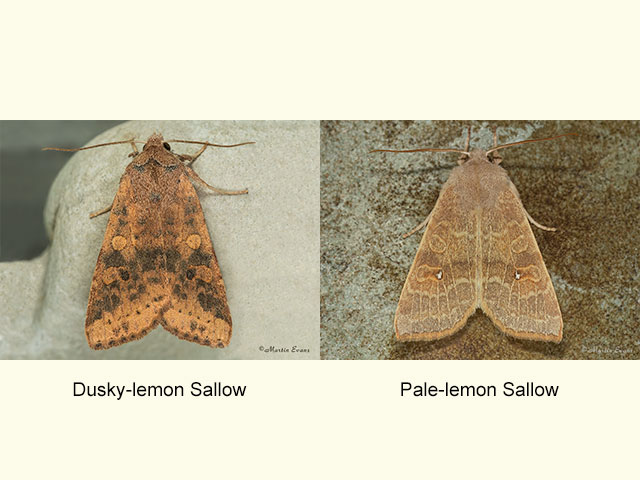  73.183 Dusky-lemon Sallow and Pale-lemon Sallow Copyright Martin Evans 