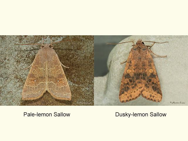 73.184 Pale-lemon Sallow and Dusky-lemon Sallow Copyright Martin Evans 