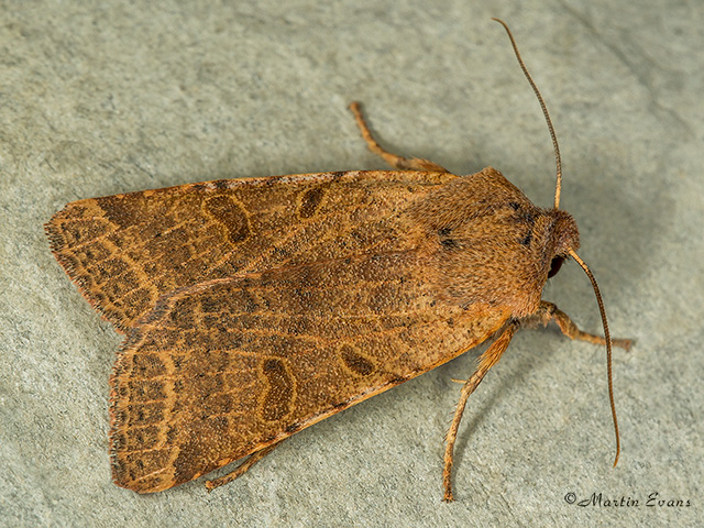 73.186 Beaded Chestnut Copyright Martin Evans 